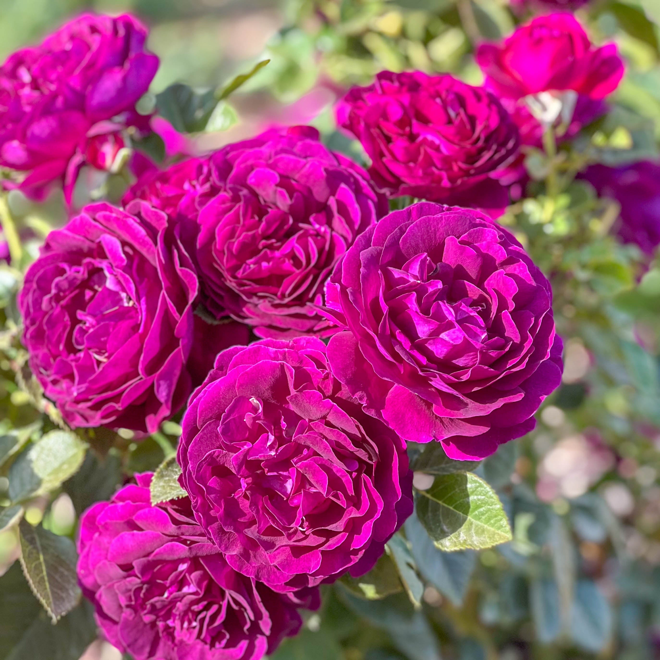 Twilight Zone Tree Rose | Purple Tree Rose | Grace Rose Farm