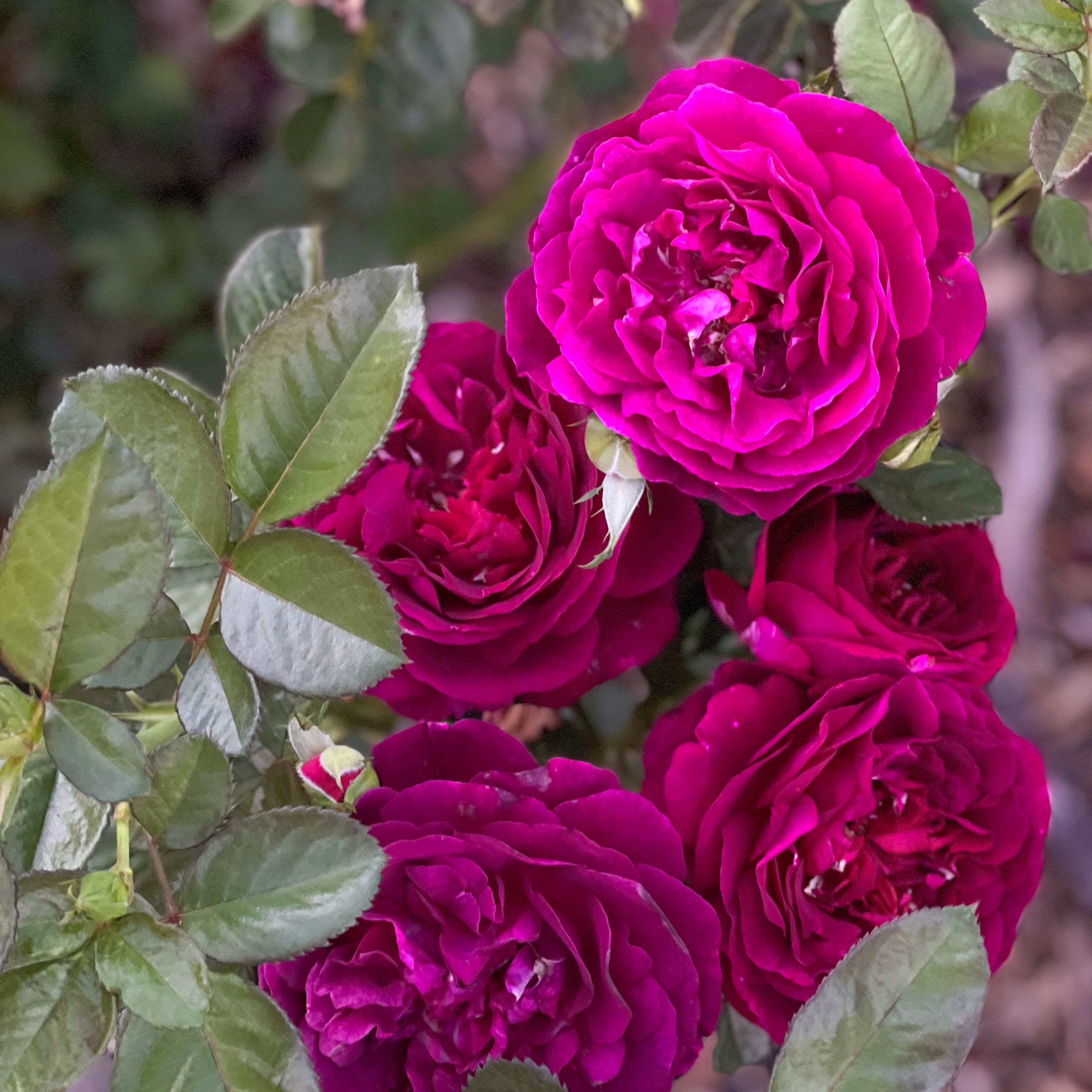 Twilight Zone™ Bare Root Tree Rose