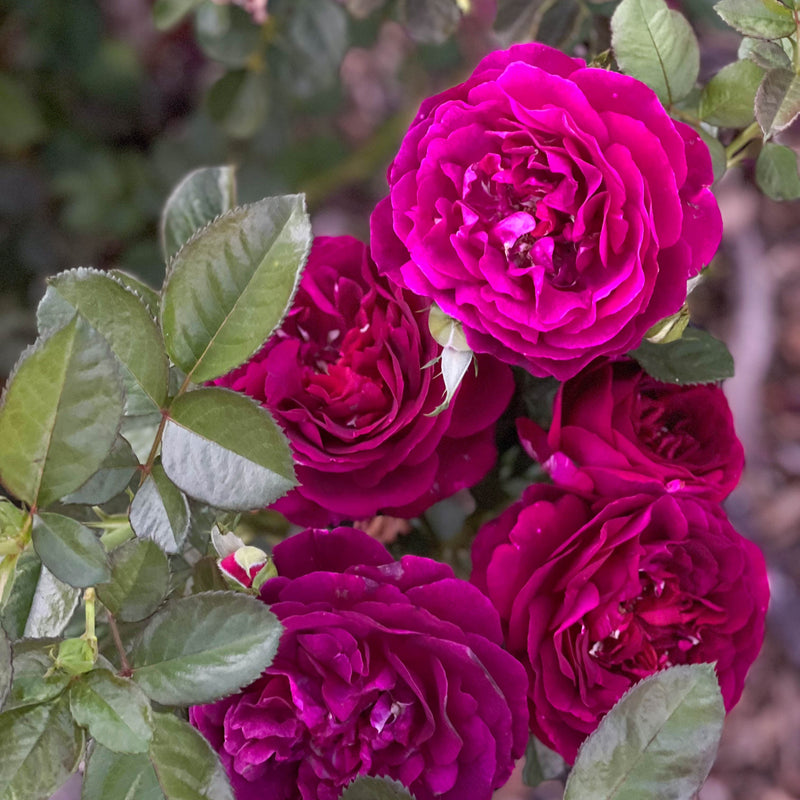 Twilight Zone™ Potted Tree Rose