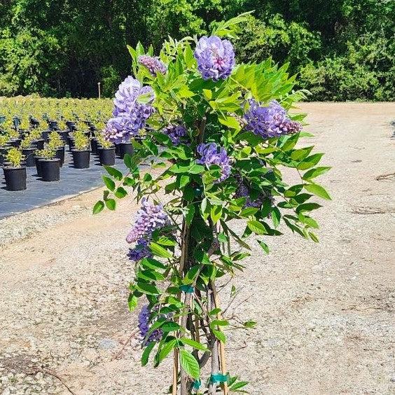 amethyst plant pot Wisteria, Amethyst Falls Wisteria
