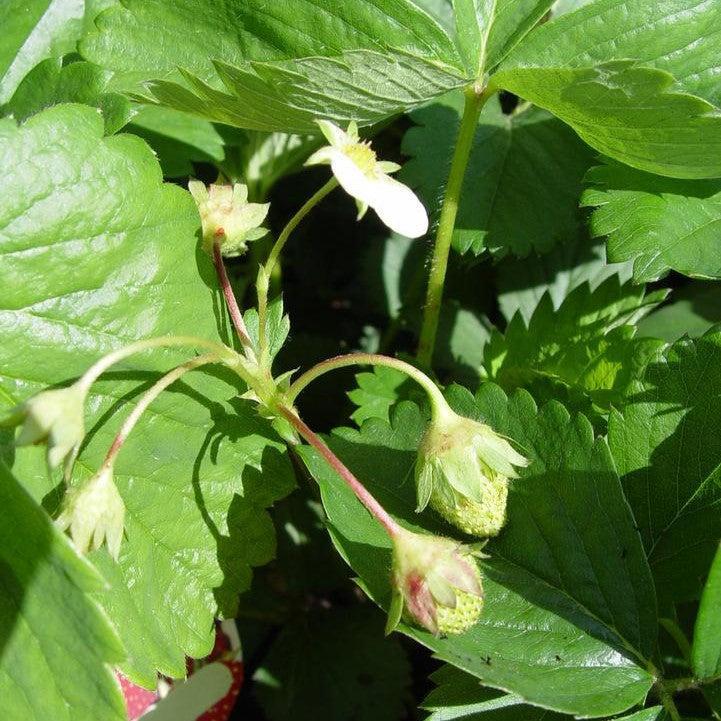 Strawberry ‘Sparkle'  Junebearing Potted Strawberry Plant