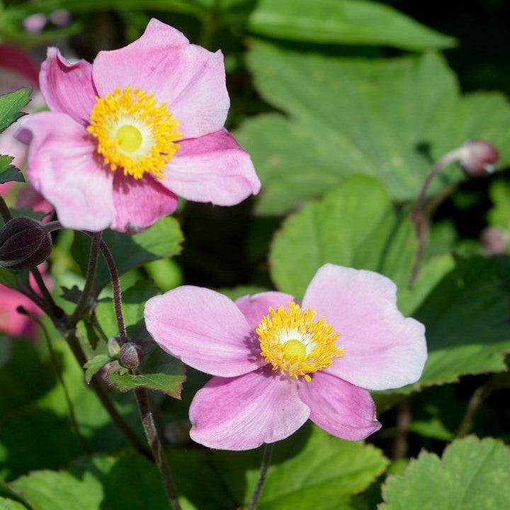 Anemone Lucky Charm Potted Anemone Plant