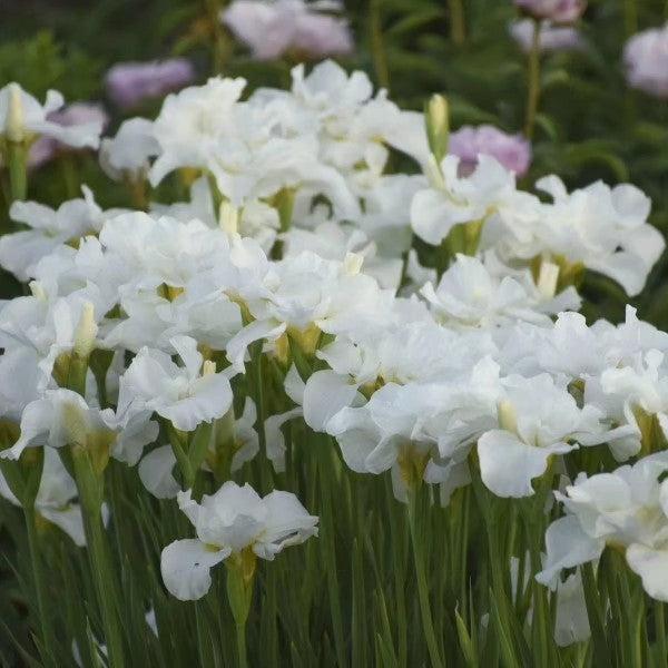 Iris Swans In Flight Potted Siberian Iris Plant