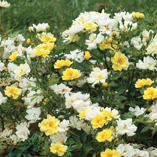 Lemon Drift® Potted Rose Bush