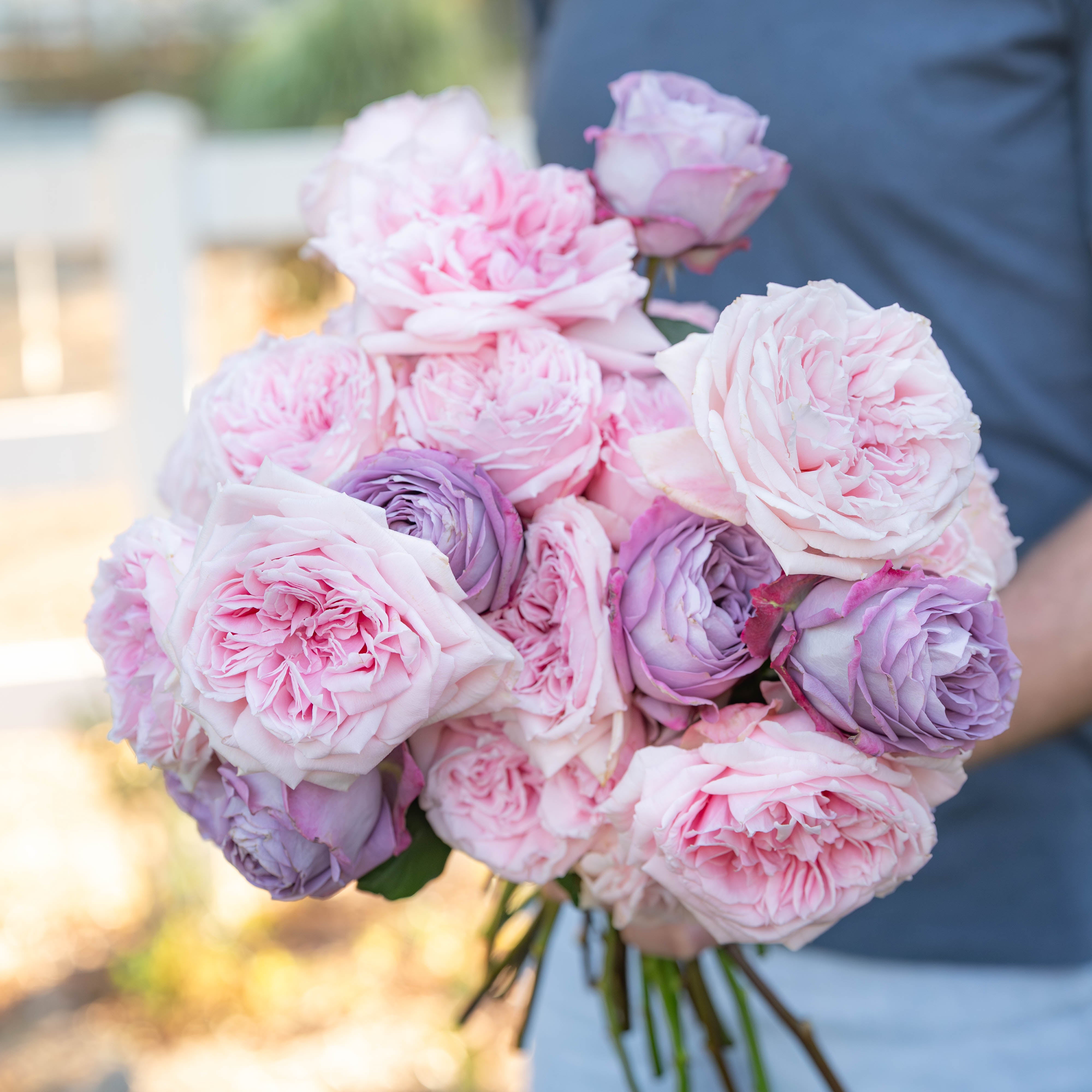 Anniversary Rose Collection | Celebrate Your Special Day | Grace