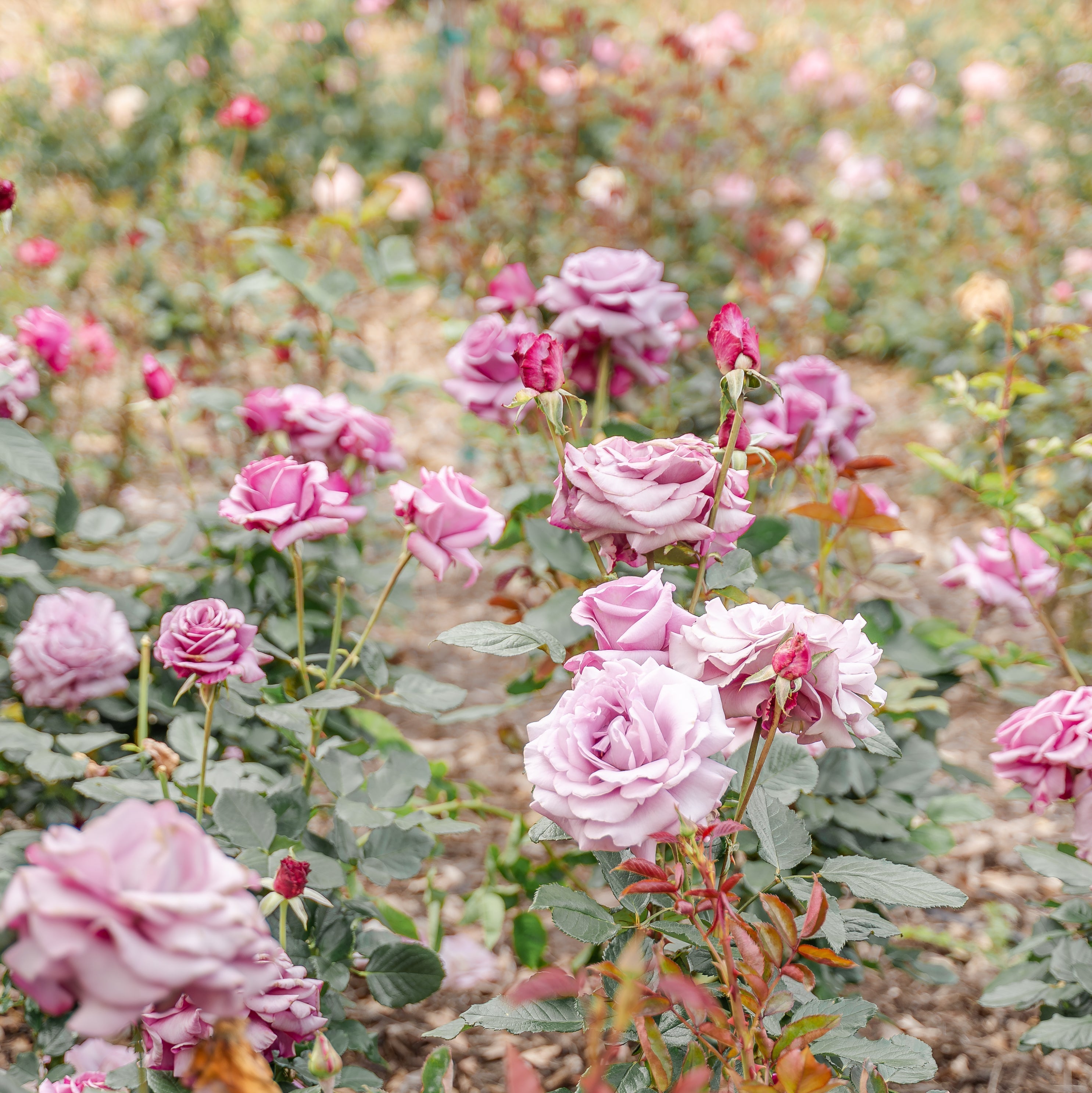 Neptune Tree Rose | Lavender Tree Rose | Grace Rose Farm