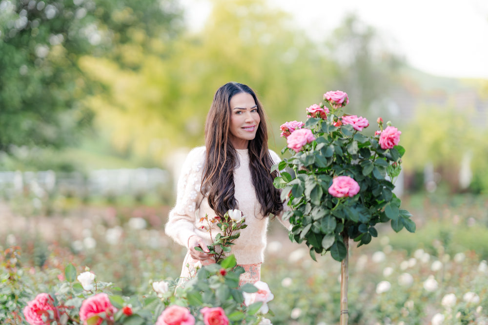 Violet's Pride™ Bare Root Tree Rose
