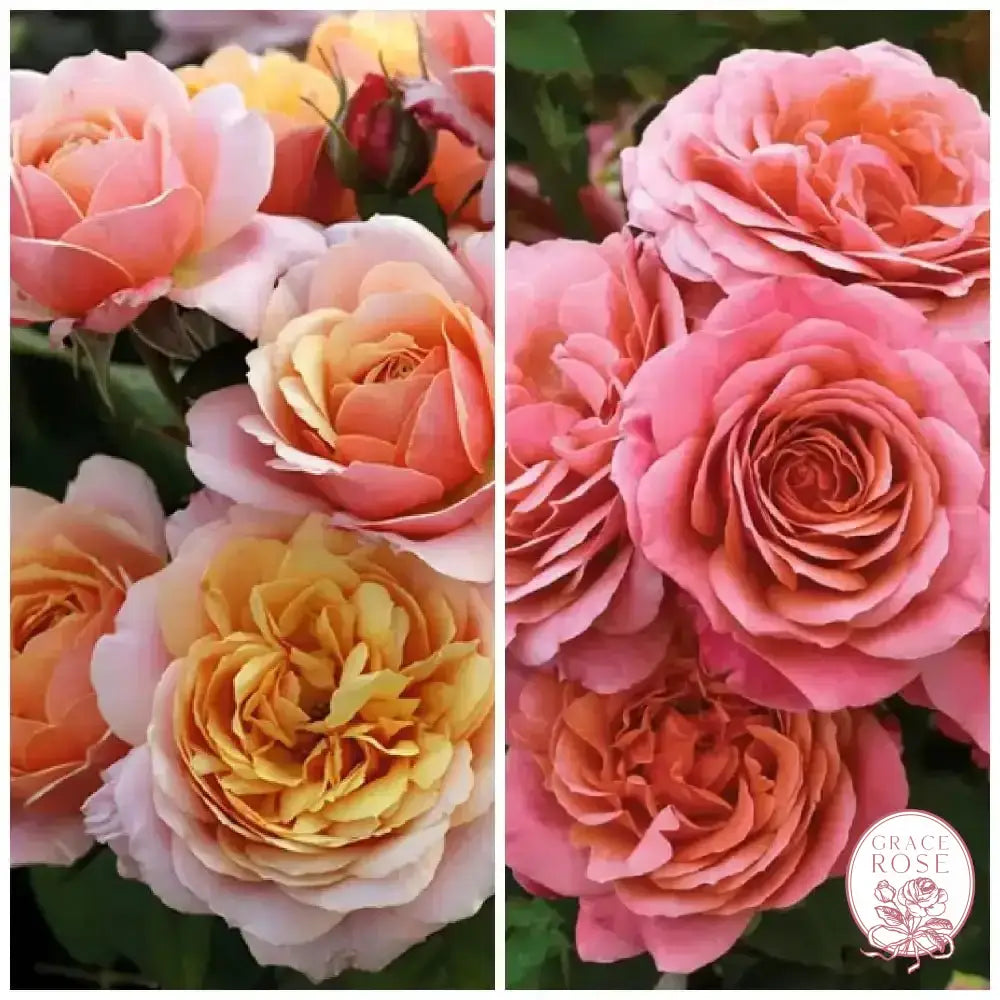 Uptown Girl ™ and State of Grace™ Twofer™ Bare Root Tree Rose