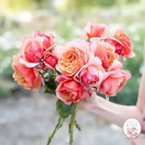 Uptown Girl ™ and State of Grace™ Twofer™ Bare Root Tree Rose