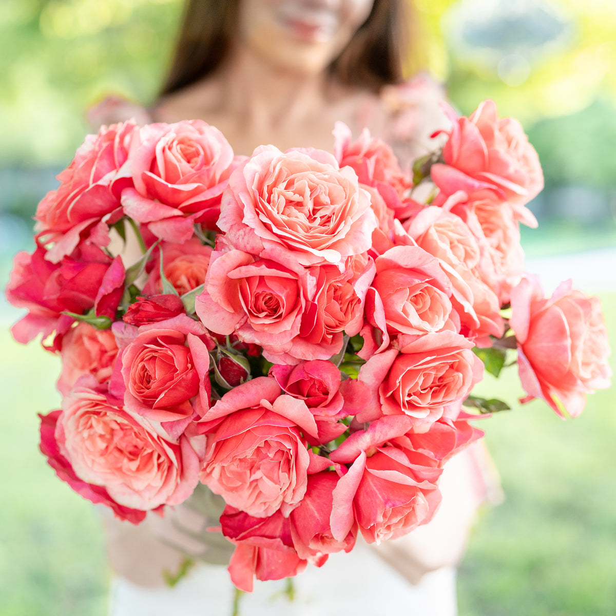 Uptown Girl® Bare Root Rose Bush - Grace Rose Farm