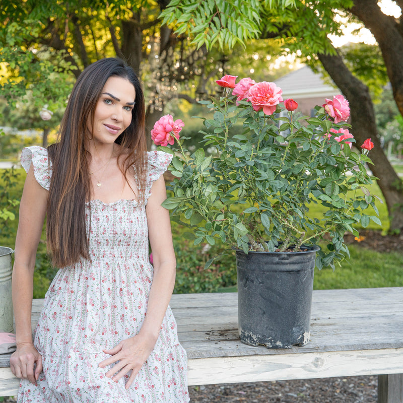 Uptown Girl® Bare Root Rose Bush