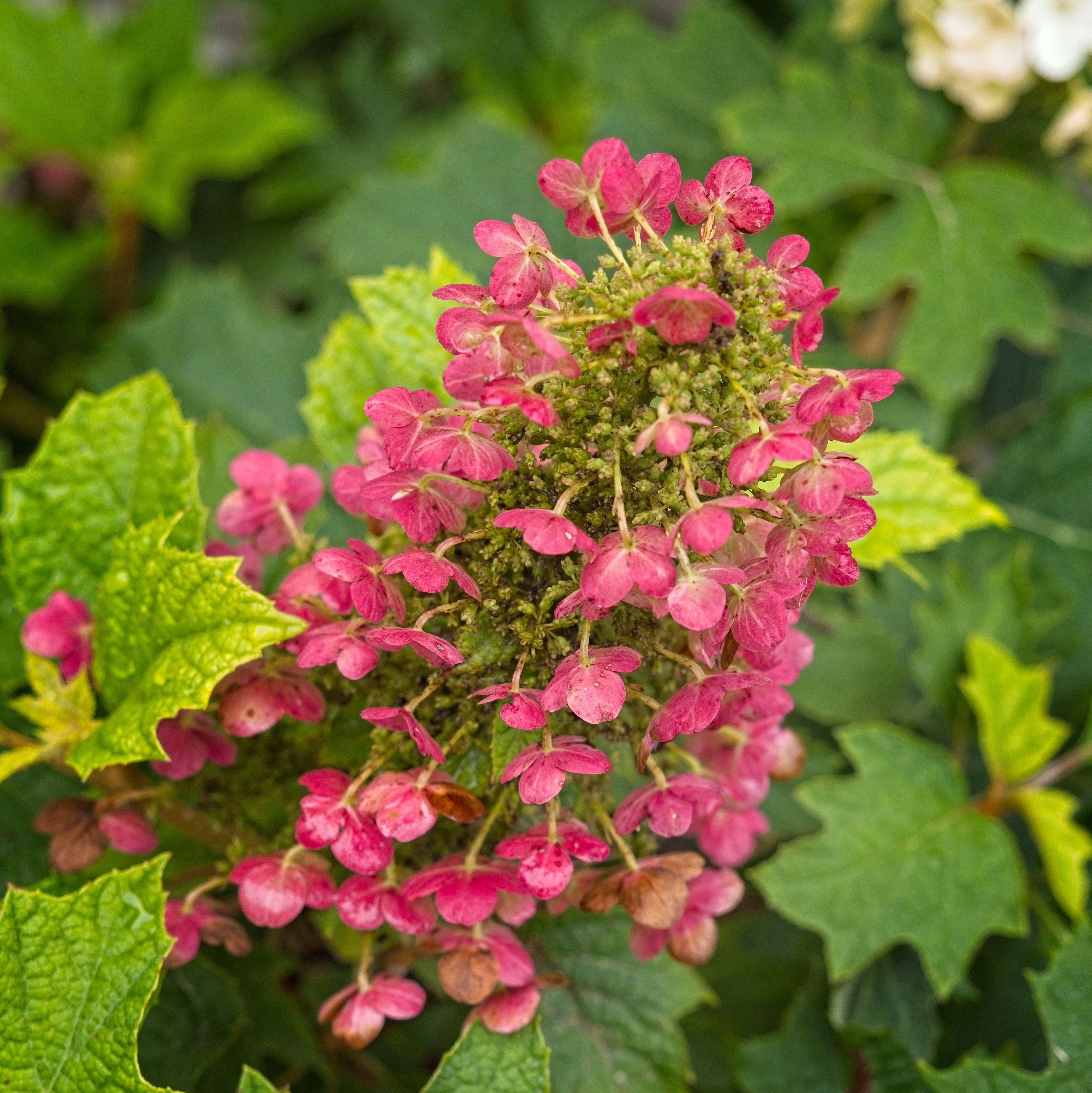 Hydrangea Ruby Slippers Potted Oakleaf Hydrangea Bush