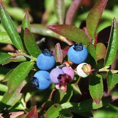 Blueberry 'Burgundy' Lowbush Potted Blueberry Plant