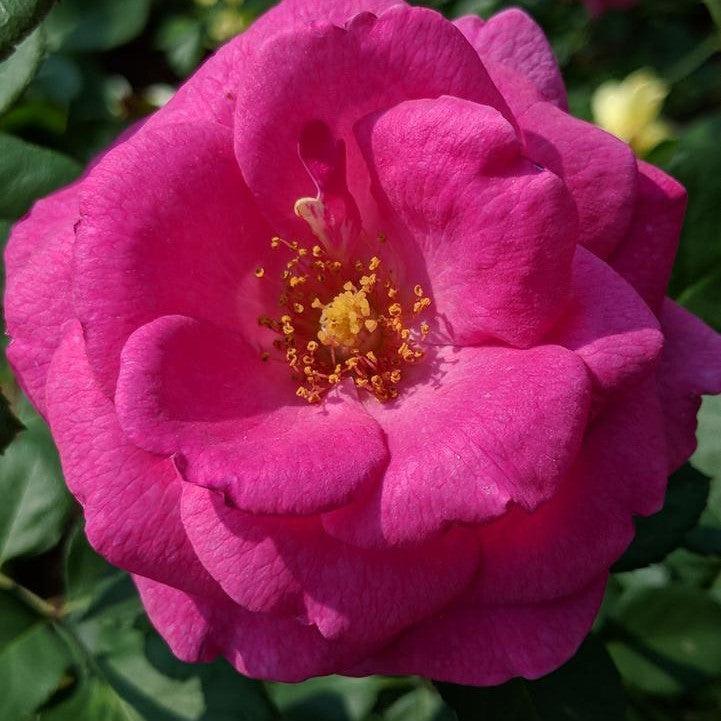 True Bloom®  True Gratitude™ Potted Rose Bush