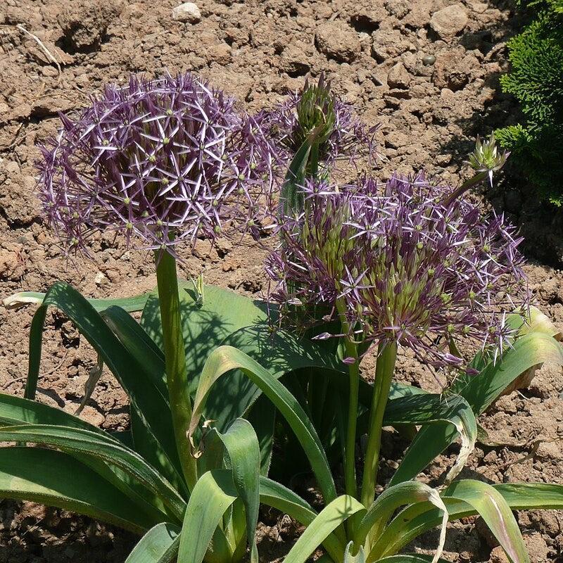 Allium Star of Persia Potted Ornamental Onion Plant