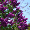 Lilacs