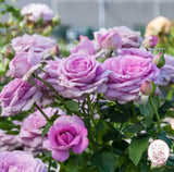 Violets Pride™ Potted Rose Bush