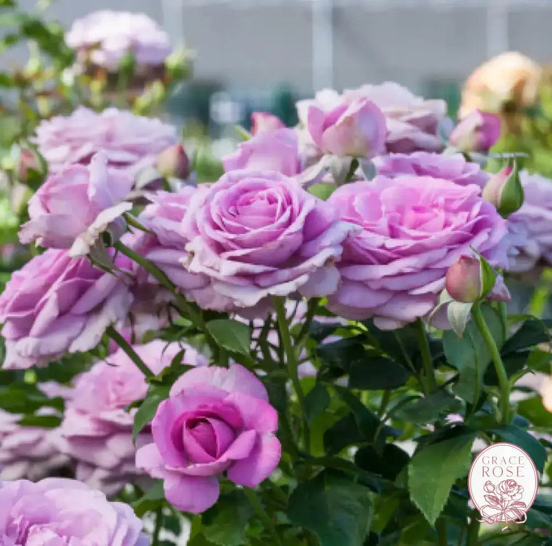 Violets Pride™ Potted Rose Bush