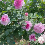 Violets Pride™ Potted Rose Bush