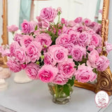 Violets Pride™ Potted Rose Bush