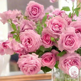 Violets Pride™ Potted Rose Bush