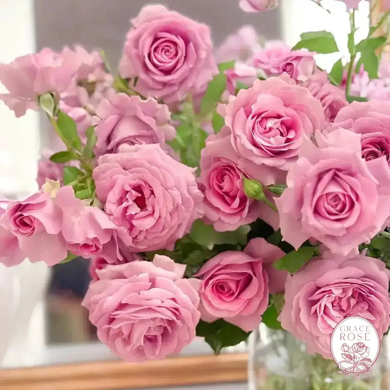 Violets Pride™ Potted Rose Bush