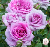 Violets Pride™ Potted Rose Bush