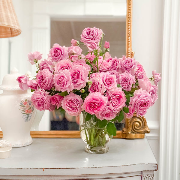 Violet's Pride™ Potted Rose Bush