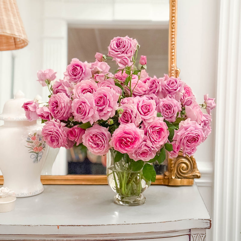 Violet's Pride™ Potted Rose Bush