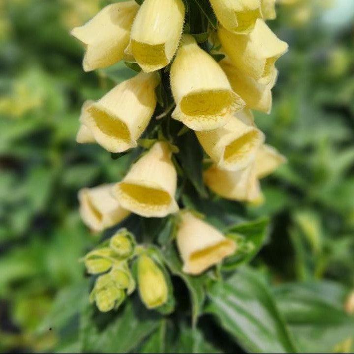 Foxglove Carillon Potted Foxglove Plant