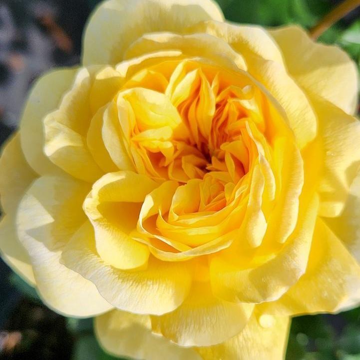 David Austin® The Poet's Wife Potted Rose Bush