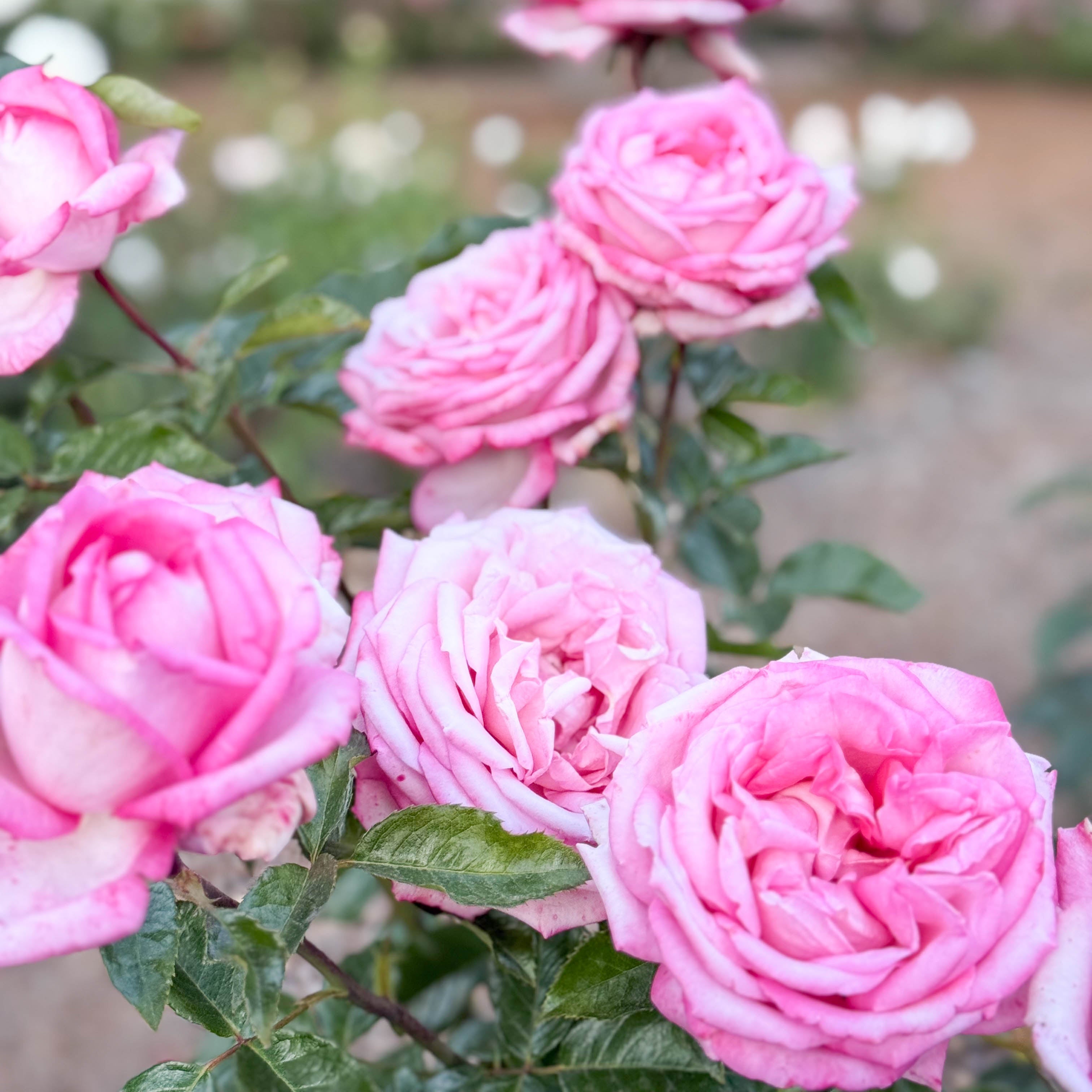 Eleganza® Wedding Bells™ Potted Rose Bush - Grace Rose Farm