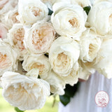 White Garden Rose Bundle CUTS