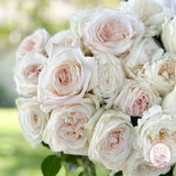 White Garden Rose Bundle CUTS