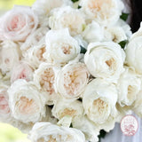 White Garden Rose Bundle CUTS