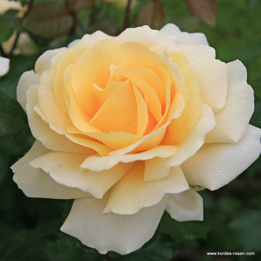 Eleganza® Winter Sun™ Bare Root Rose Bush