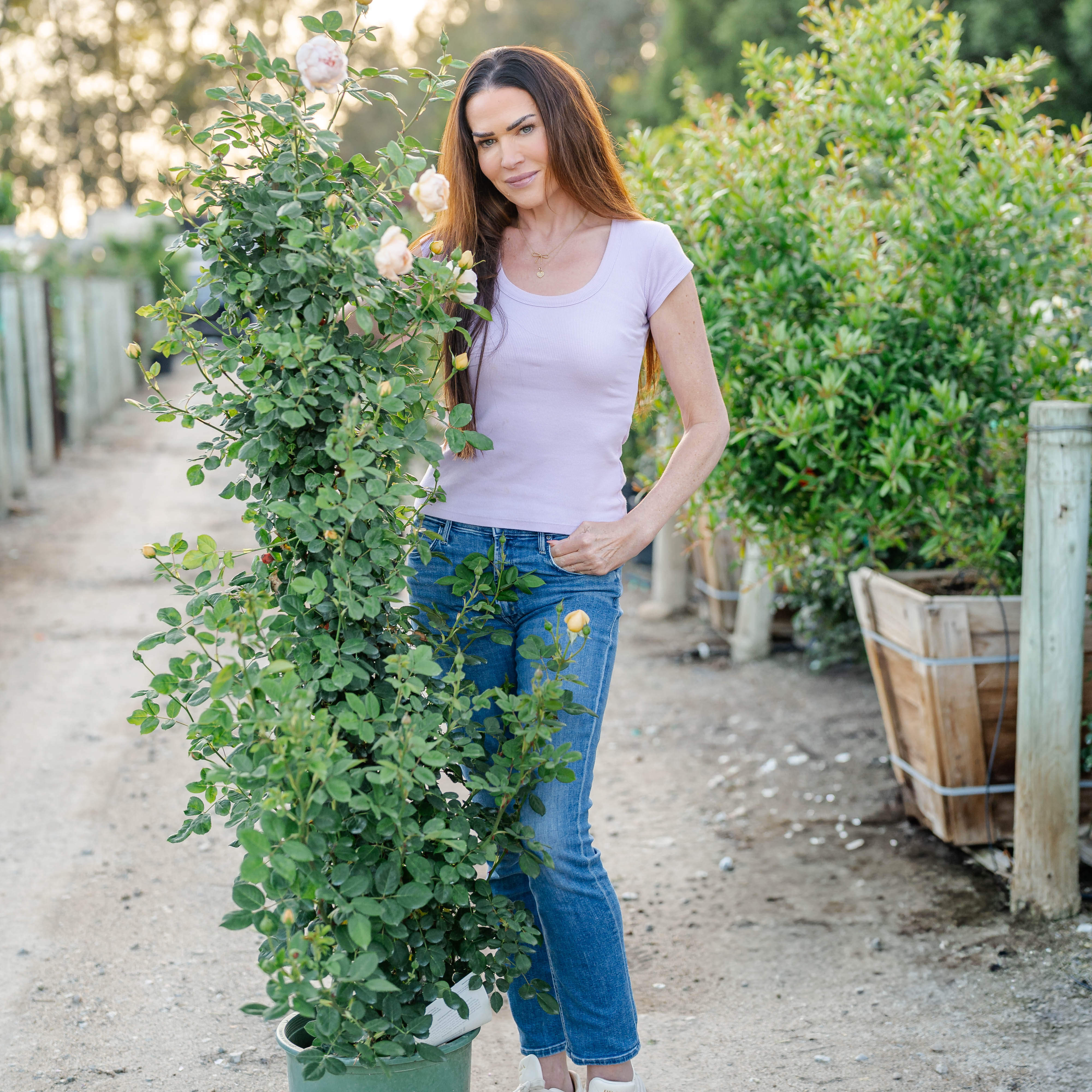 David Austin® Wollerton Old Hall® Potted Climbing Rose