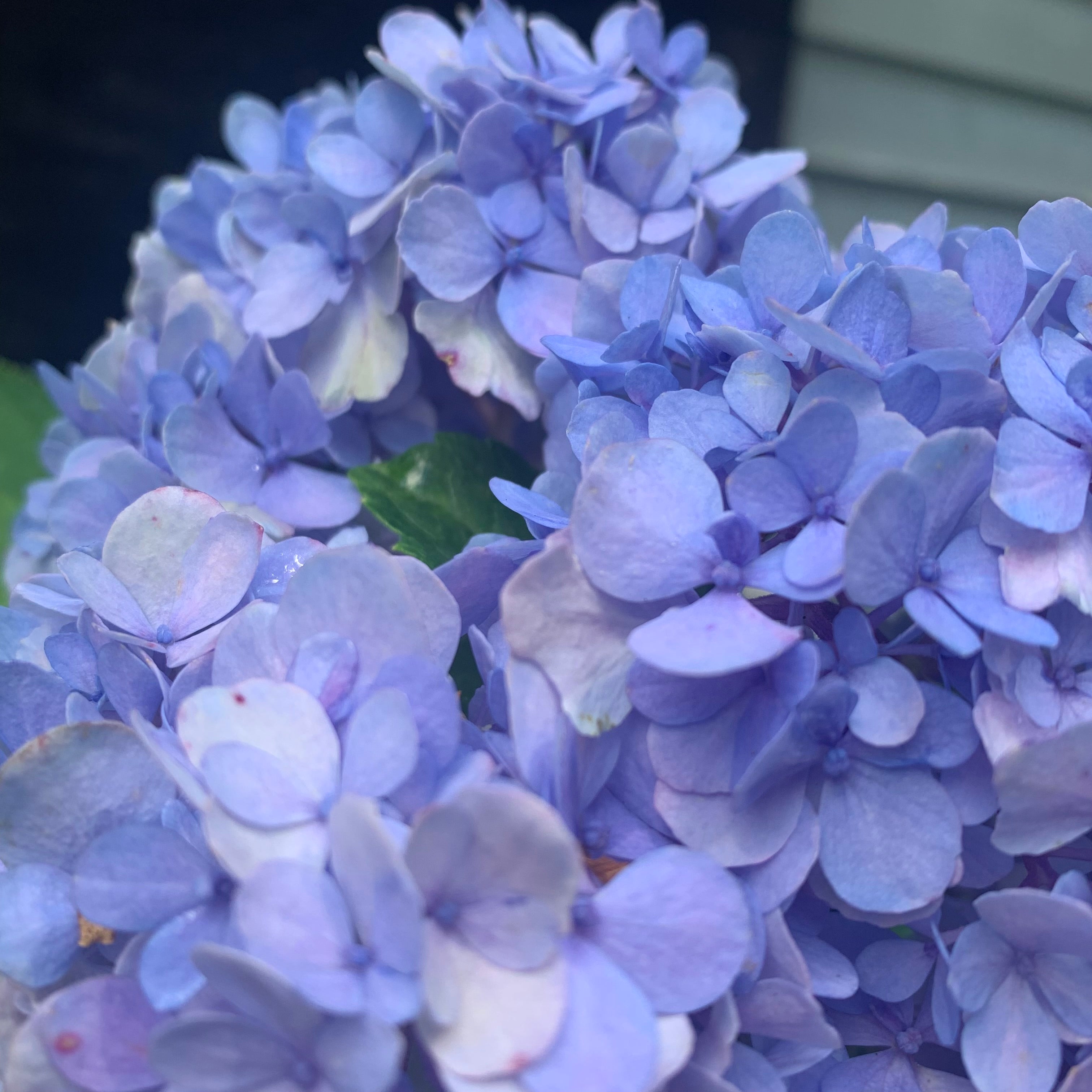 potted blue hydrangea plants Hydrangea Nikko Blue Potted Hydrangea Plant