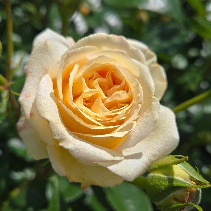 Fragrant Showpiece™ Champagne Potted Rose Bush