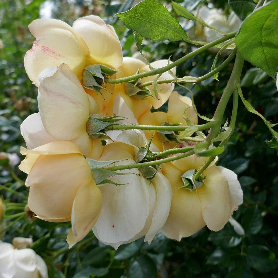 David Austin® Wollerton Old Hall® Potted Climbing Rose