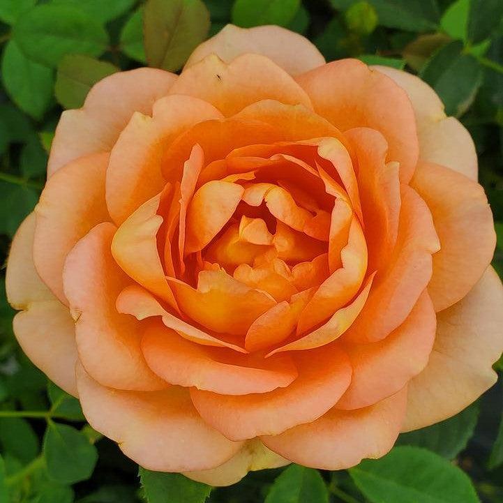 David Austin® Lady of Shalott™ Potted Rose Bush