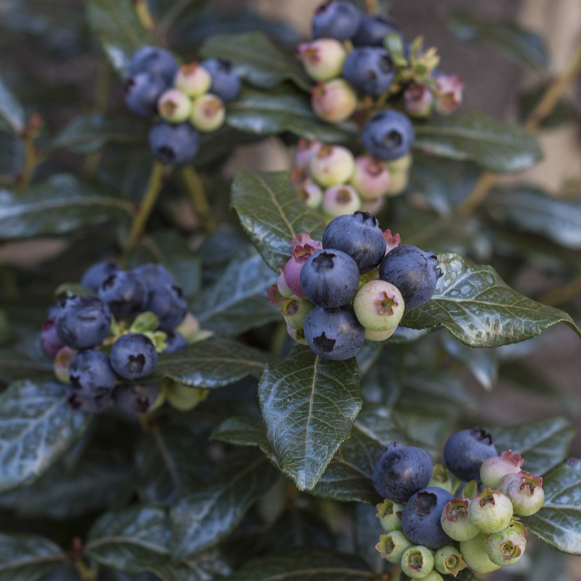 Blueberry Bushel and Berry® Perpetua®  Two-Crop Potted Blueberry Plant