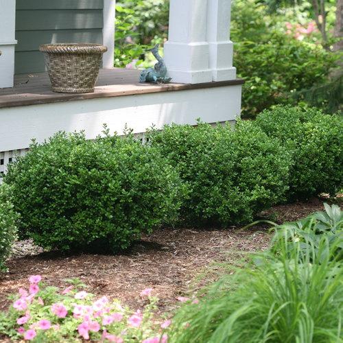 Proven Winners® Boxwood Sprinter® Potted Boxwood