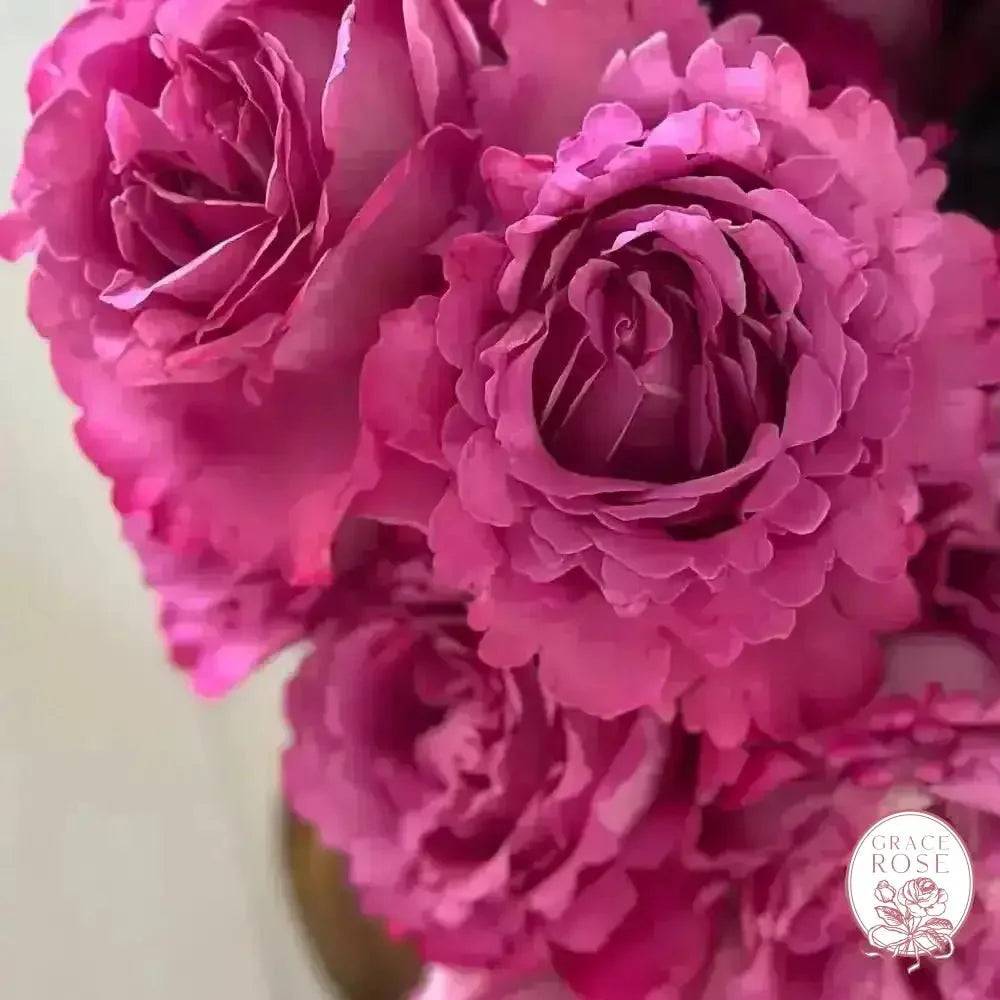 Yves Piaget® Bare Root Tree Rose