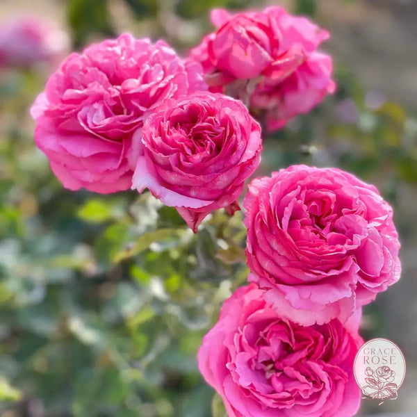 Yves Piaget® 36’’ Tree Rose Bush 36’’ Tree Rose BUSHES