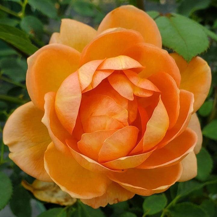 David Austin Roses Lady of Shalott Rose