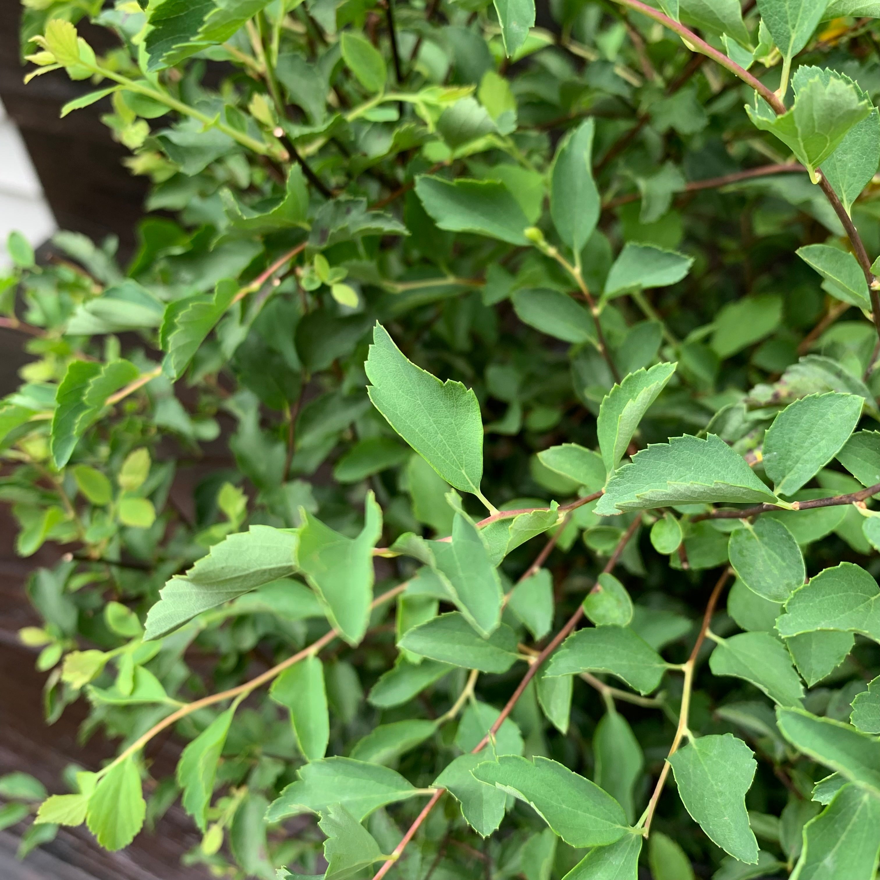 Bridal Wreath Spiraea 'Renaissance' Potted Bridal Wreath Spirea Bush