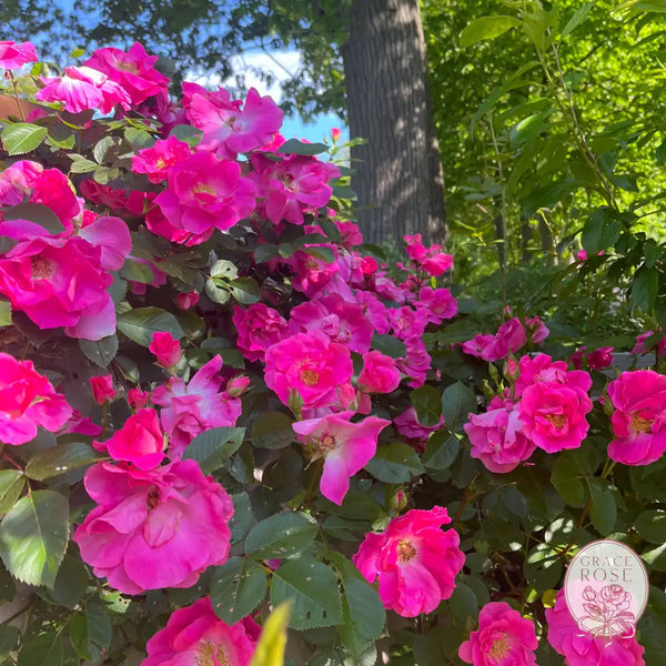 Zephirine Drouhin Potted Climbing Rose #1 Own Root Potted Climbing Rose BUSHES