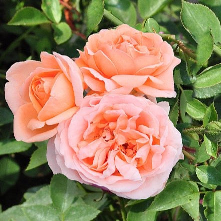 Abbaye de Cluny™ Bare Root Rose Bush