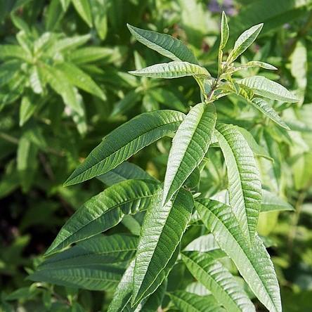 Lemon Verbena Plant | Fragrant Herb Plant